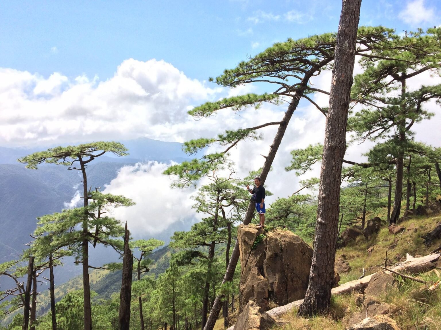 Pine tree campsite at Km 16 Bunker area Mt. Tapulao with tents pitched among Sumatran pines