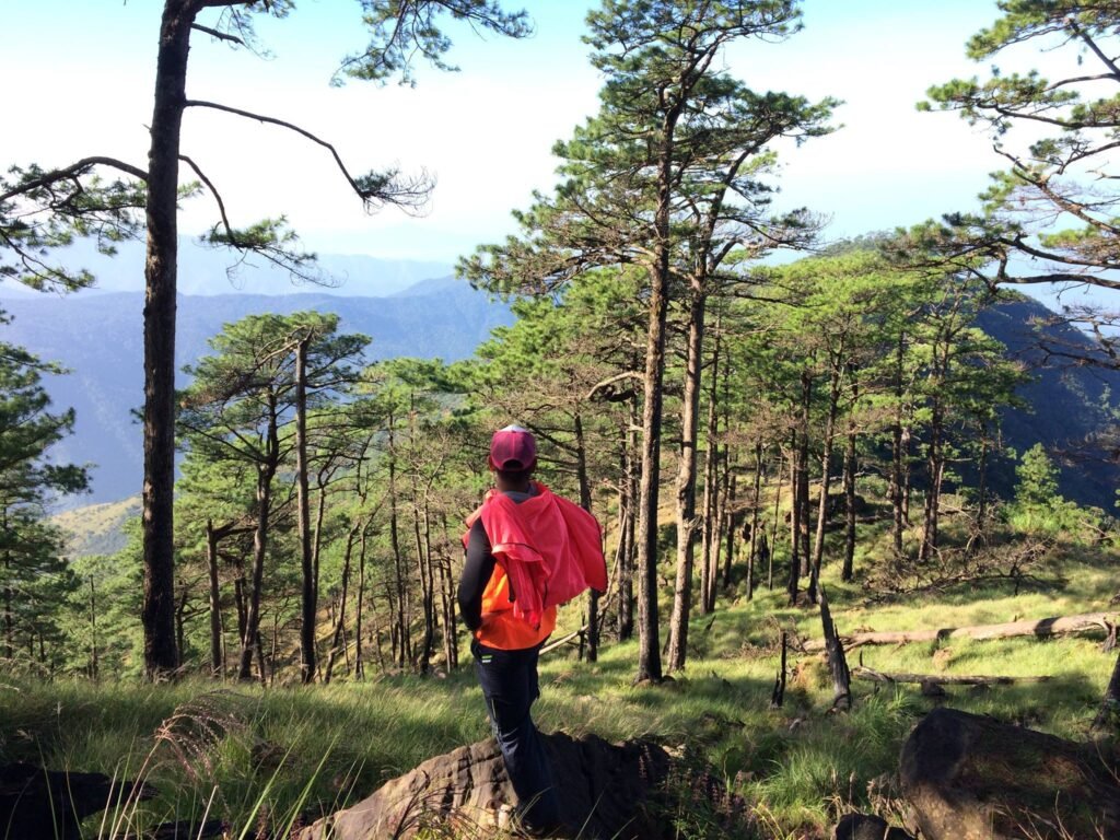 Pine tree campsite at Km 16 Bunker area Mt. Tapulao with tents pitched among Sumatran pines