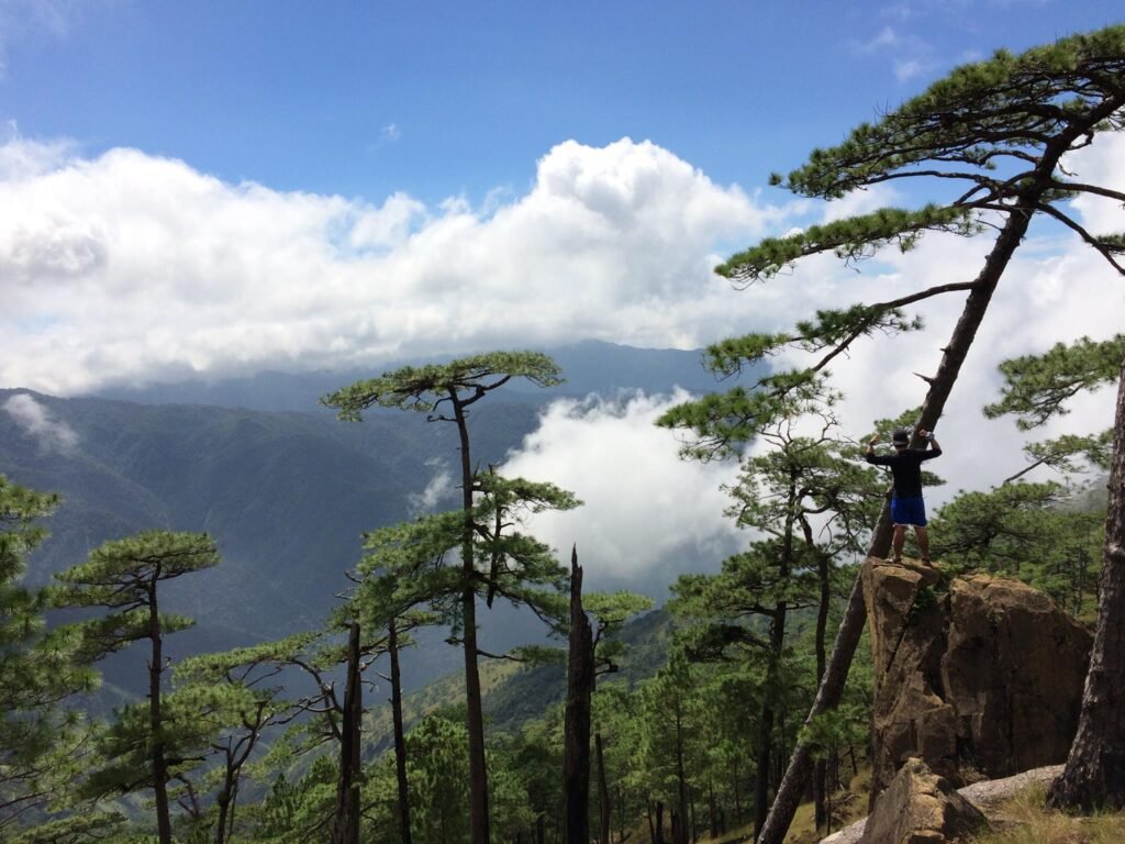 Pine tree campsite at Km 16 Bunker area Mt. Tapulao with tents pitched among Sumatran pines