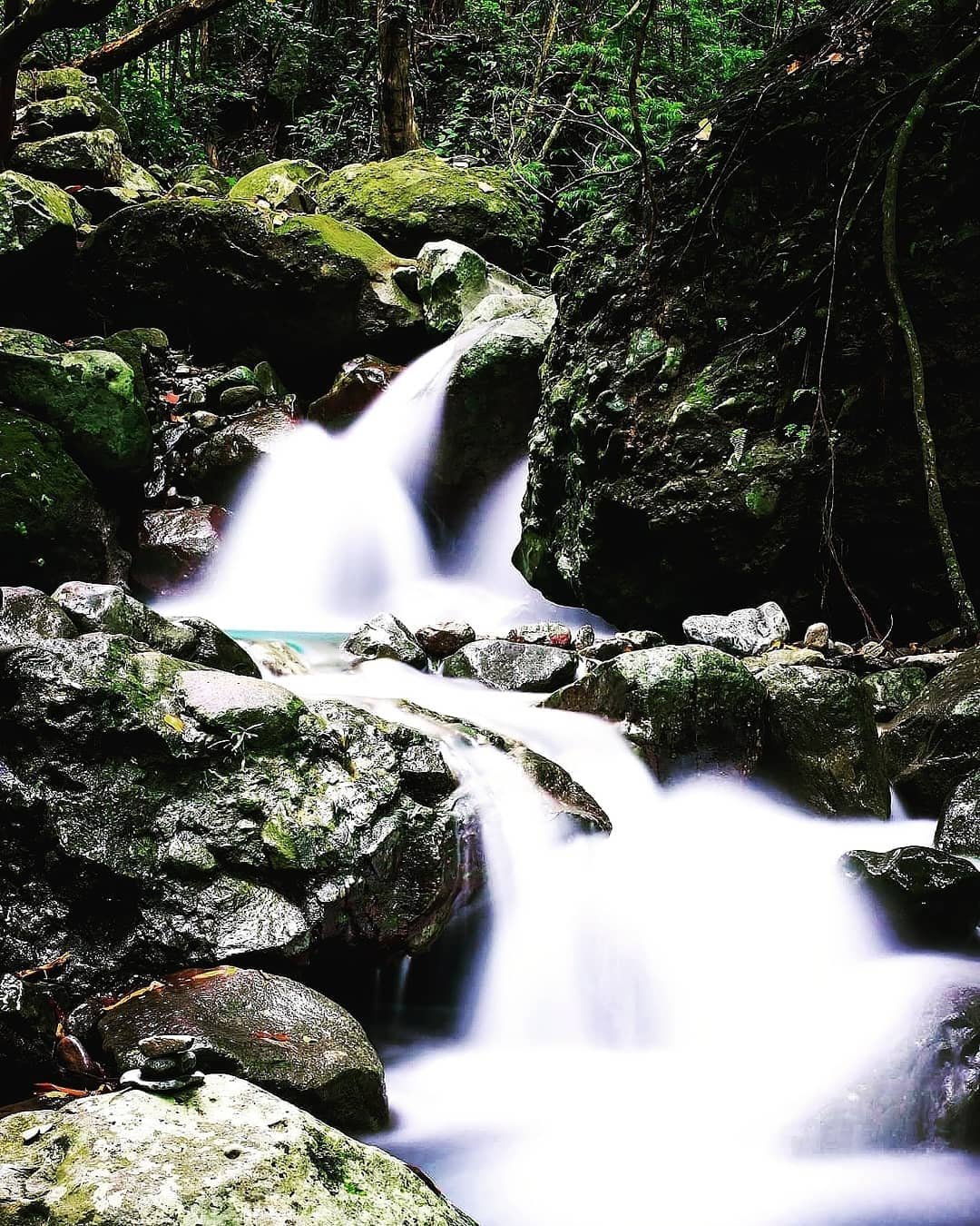 papaya river tarak ridge