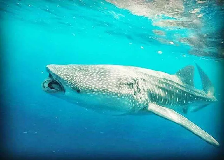 Donsol Whale Shark Interaction