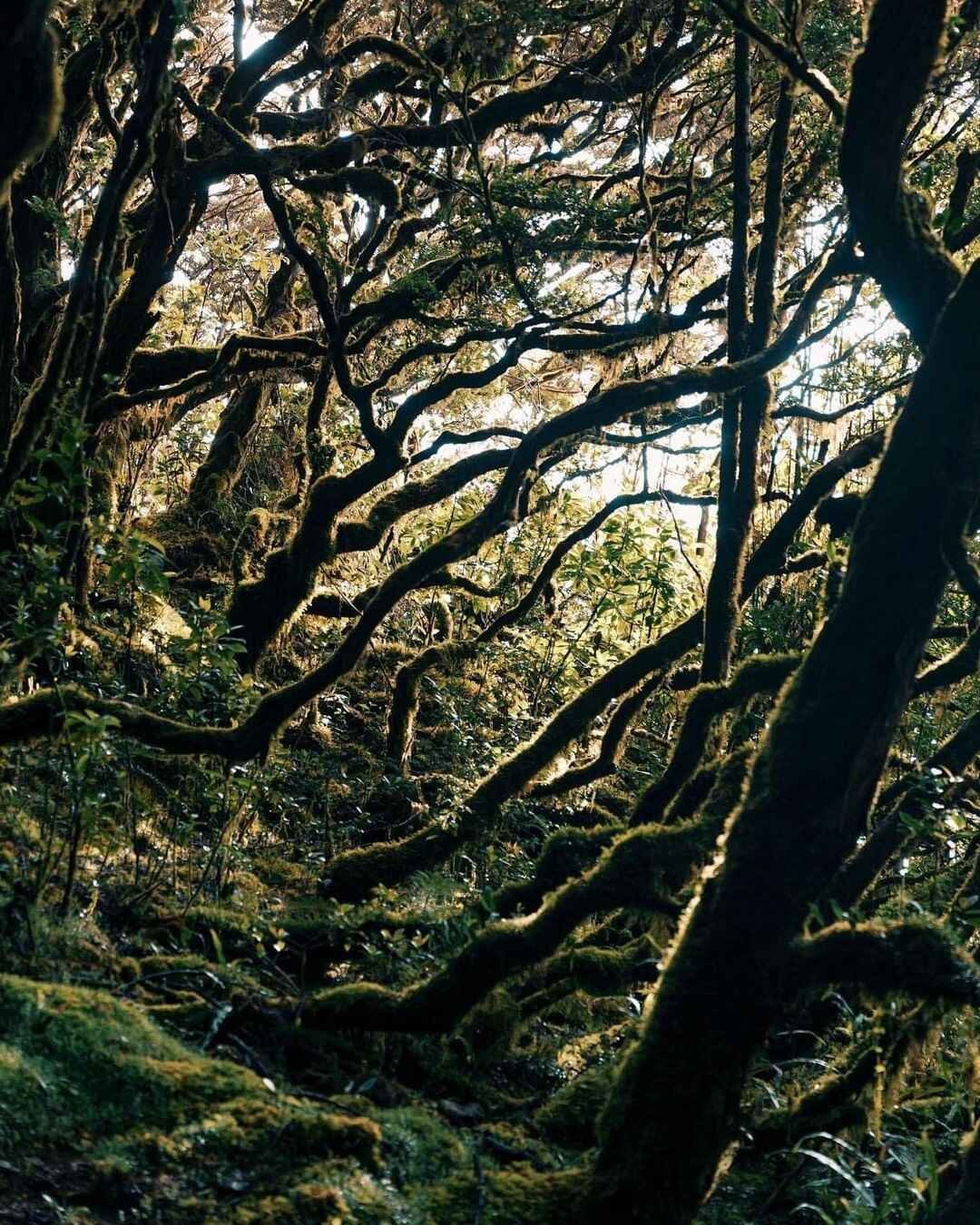 Mount dulang-dulang mossy forest