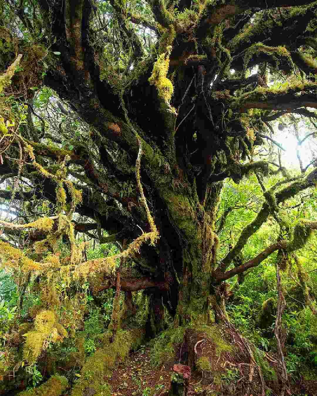 Mossy forst of mount isarog