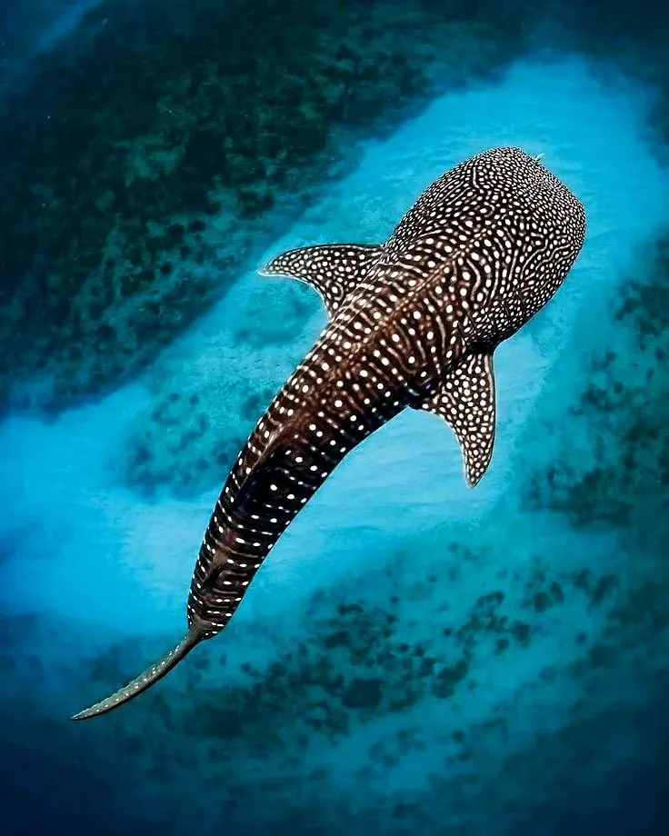 donsol whale shark