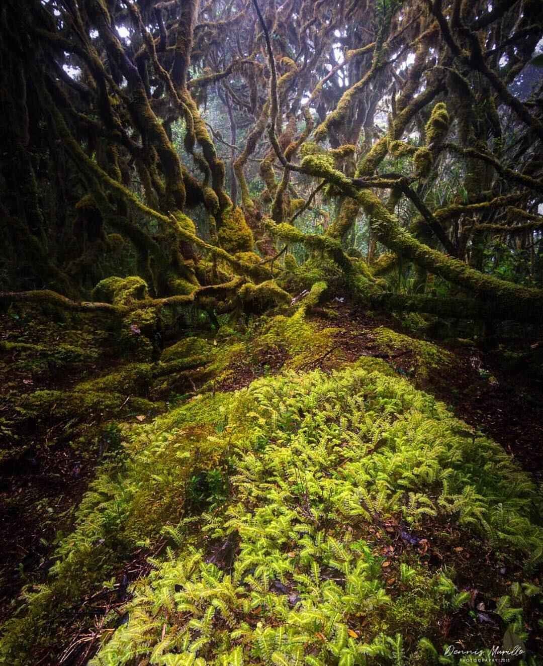 Mount dulang-dulang mossy forest