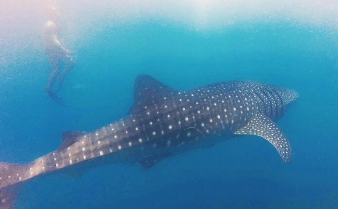 donsol whale shark