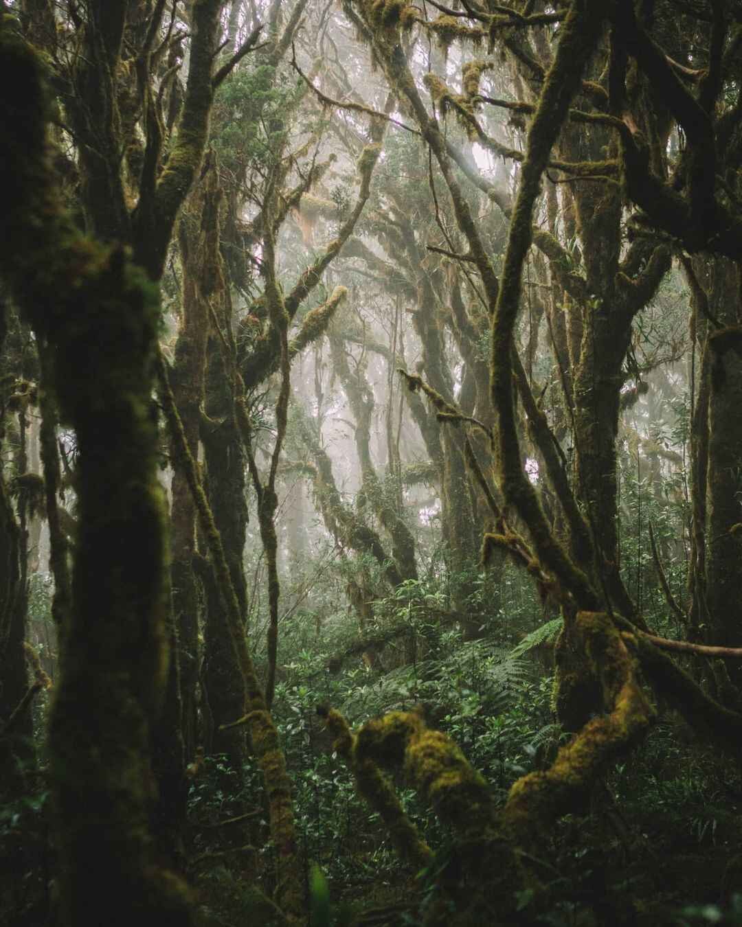 Mount dulang-dulang mossy forest