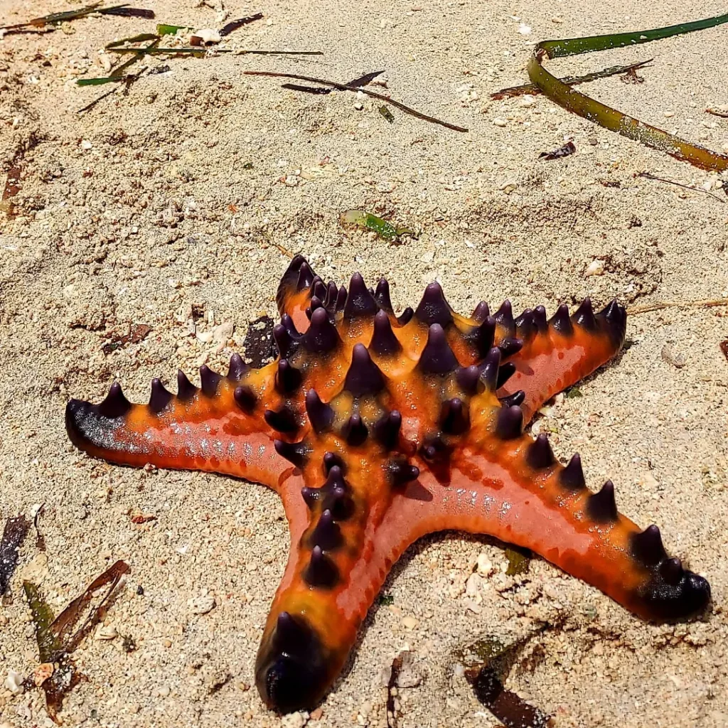 Magalawa island Star Fishg photo 2026