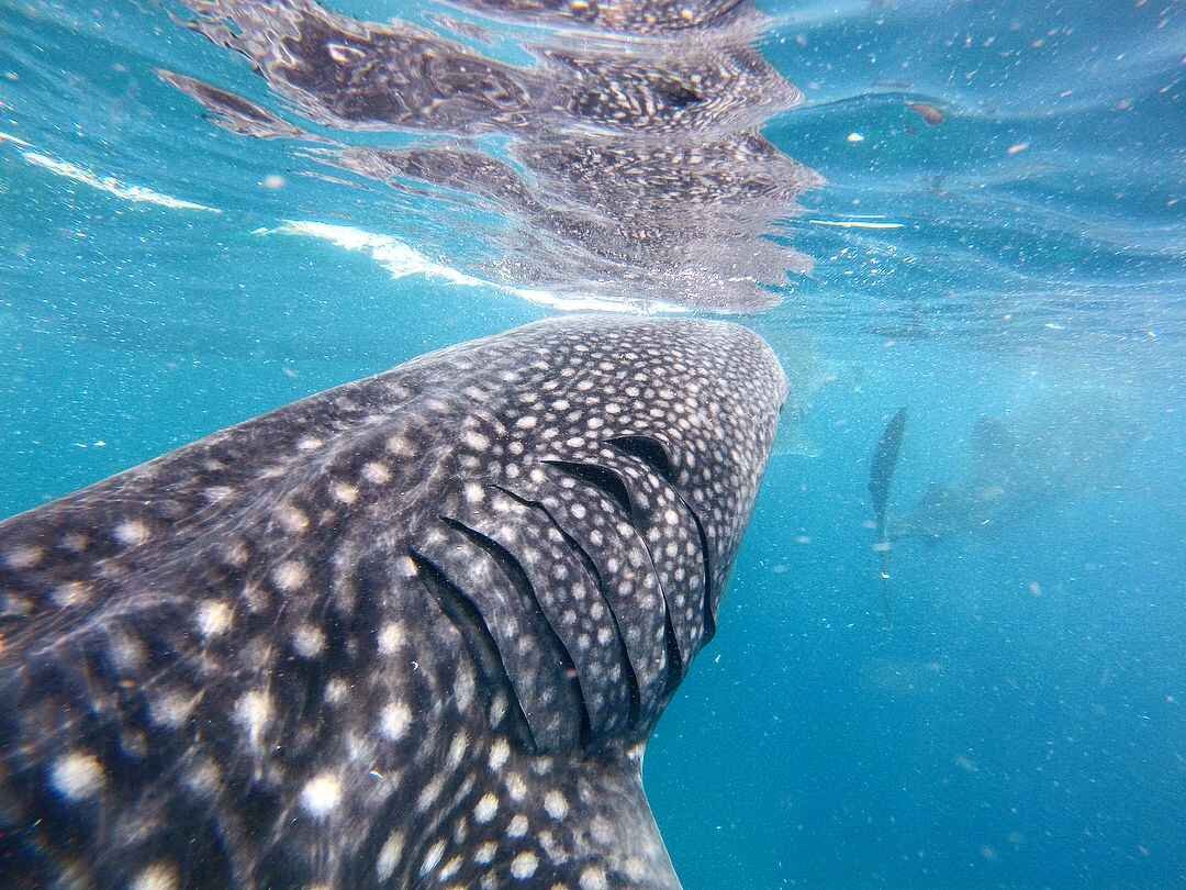 oslob whale shark watching