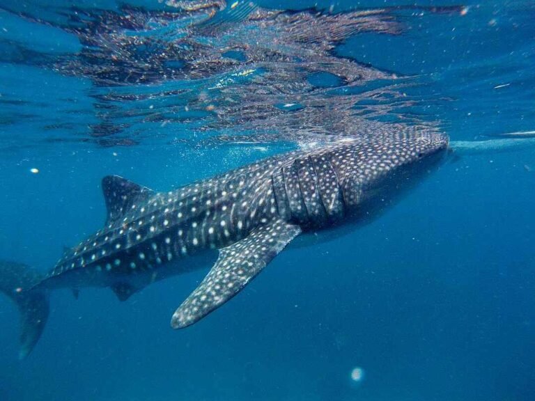 oslob whale shark watching