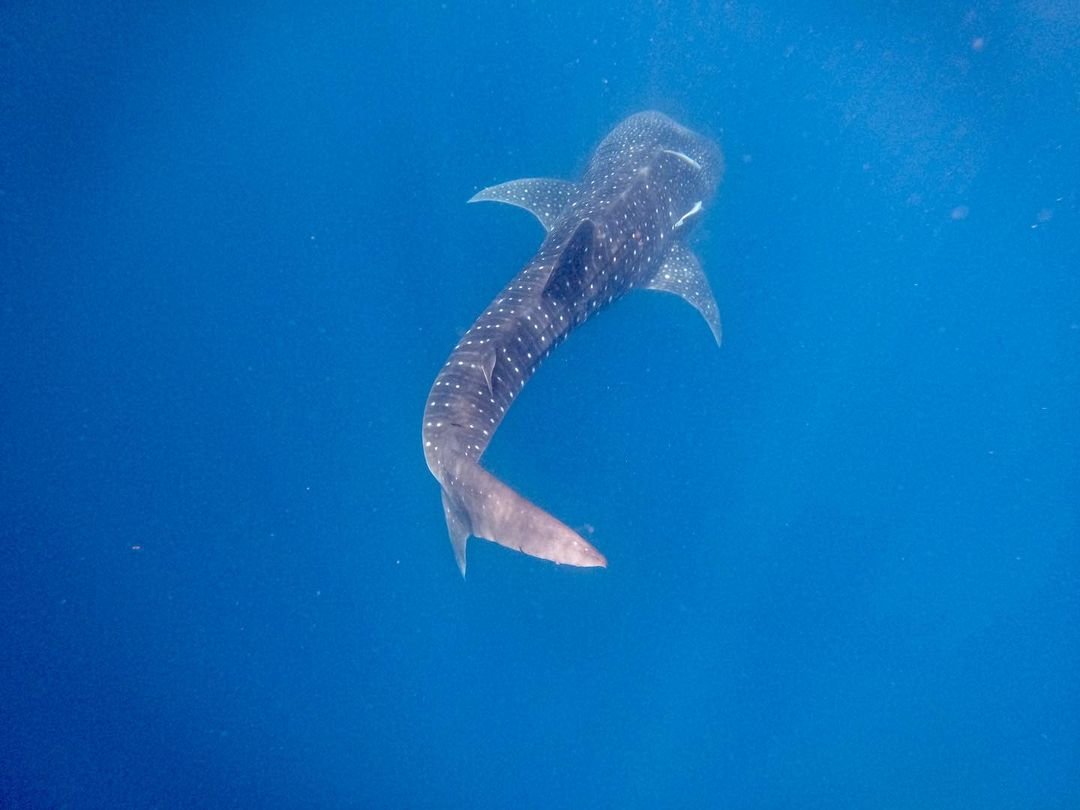 oslob whale shark watching