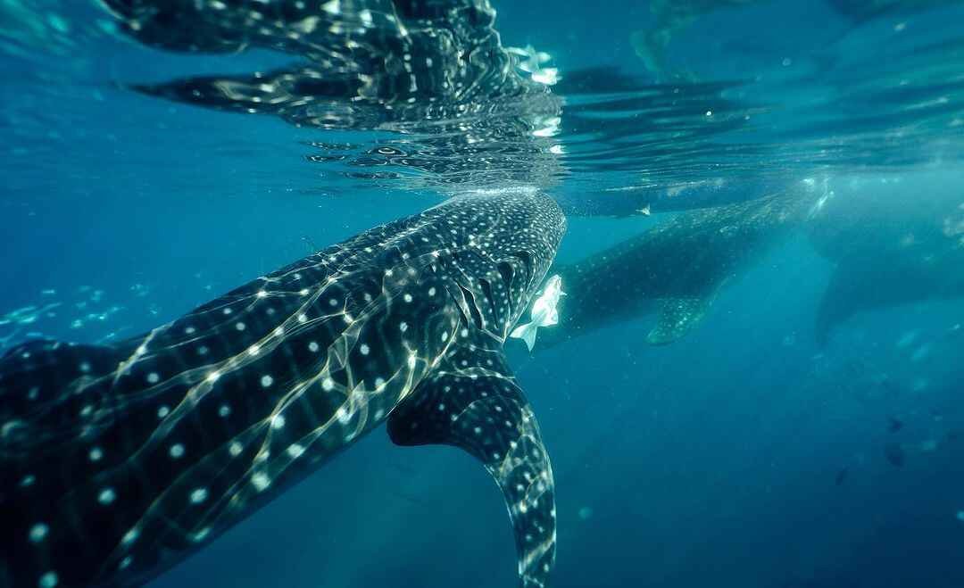 oslob whale shark watching