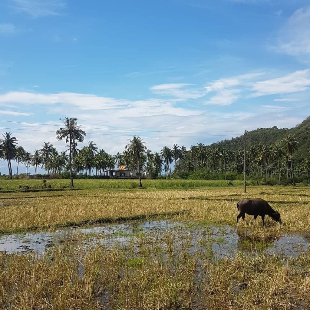 masasa beach tingloy batangas 2026