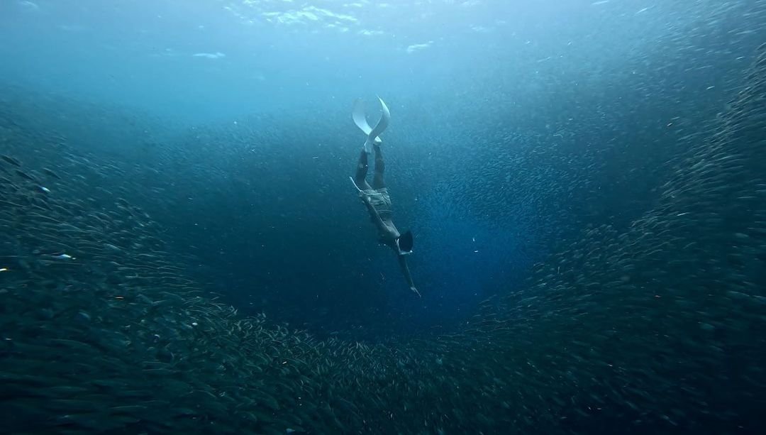 moalboal sardine run photo