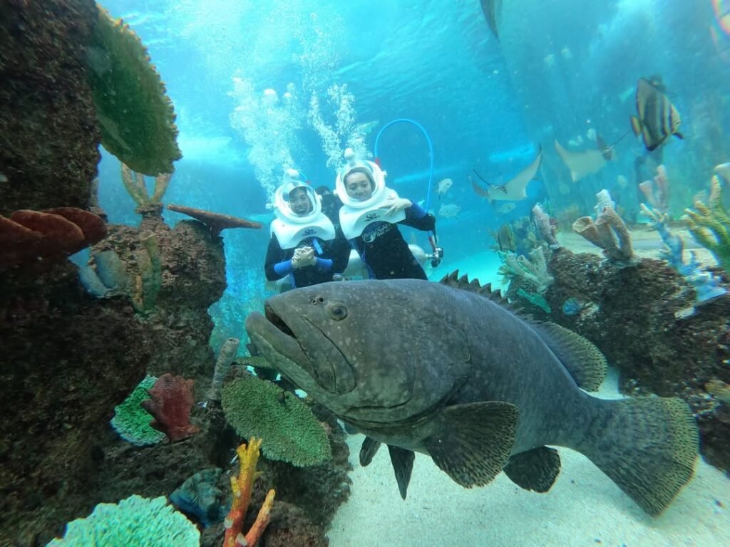 cebu-ocean-park-guide-2026-ticket-promos-feeding-schedules-honest
