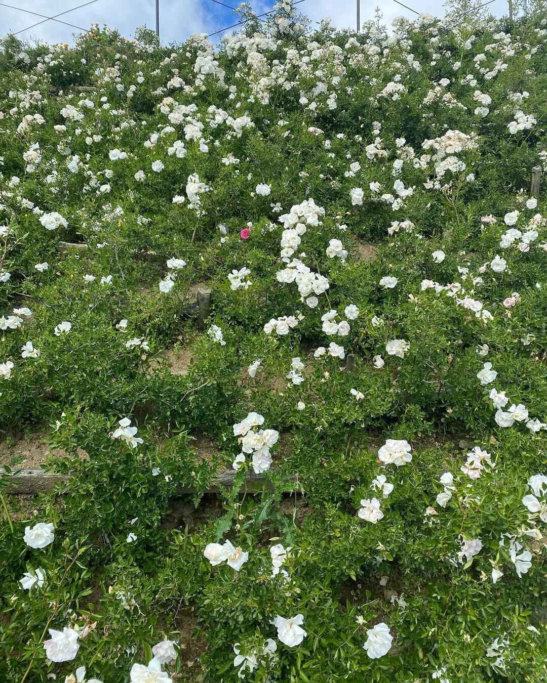 northern blossom flower farm