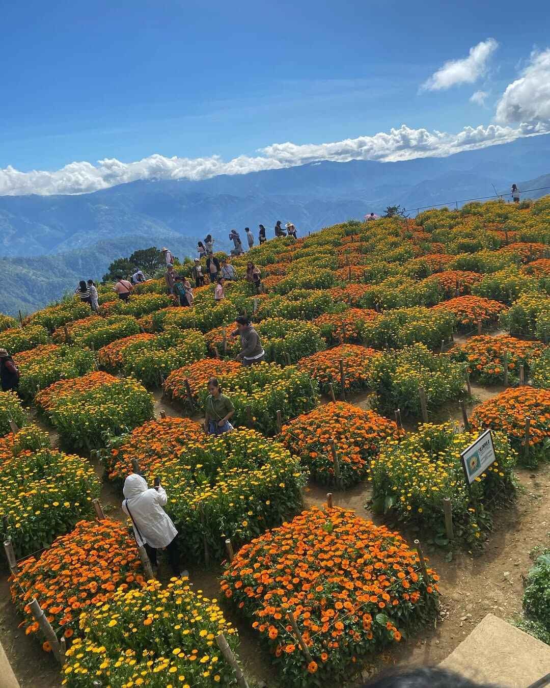 northern blossom flower farm