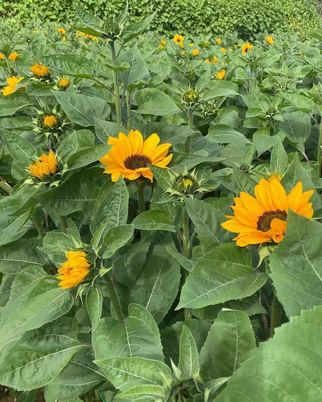 northern blossom flower farm