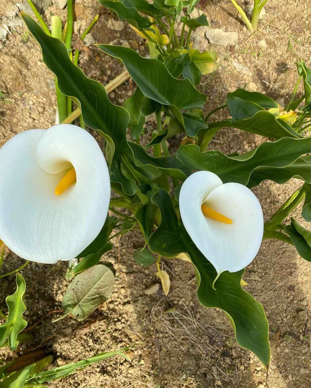 northern blossom flower farm