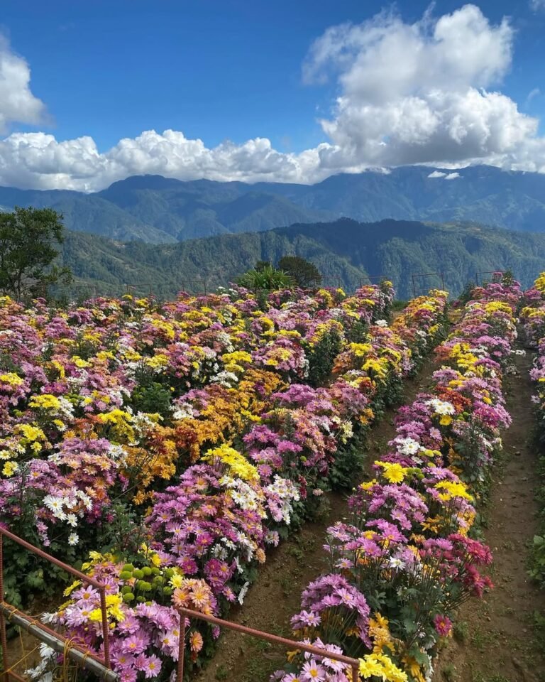 northern blossom flower farm