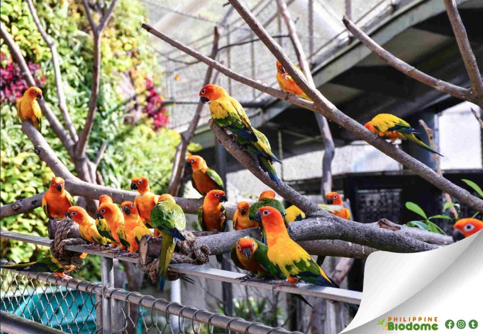 philippine biodome photos