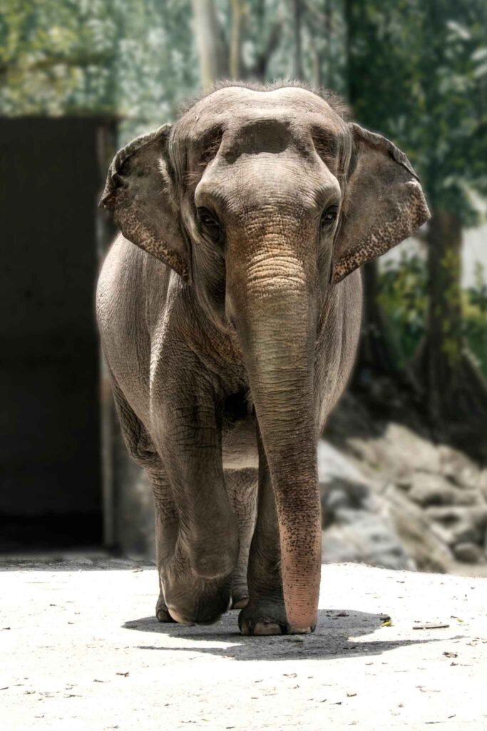 manila zoo animals