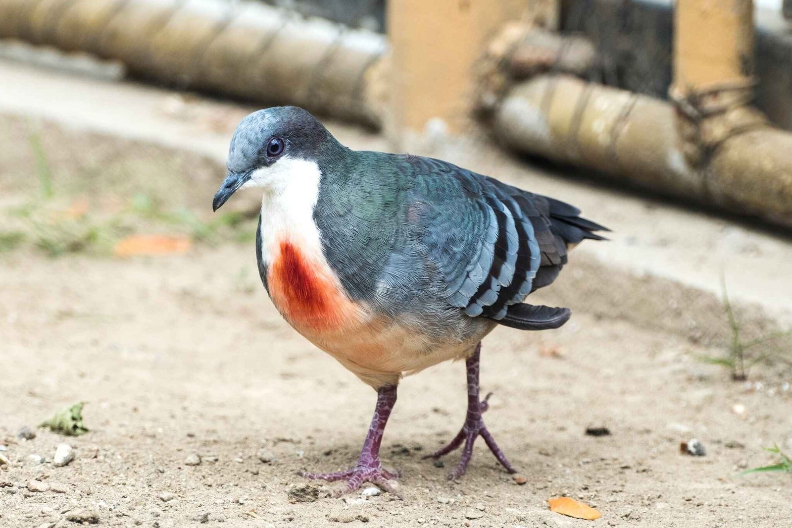 manila zoo animals