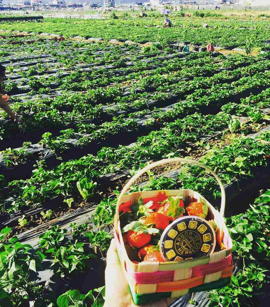 strawberry farm baguio