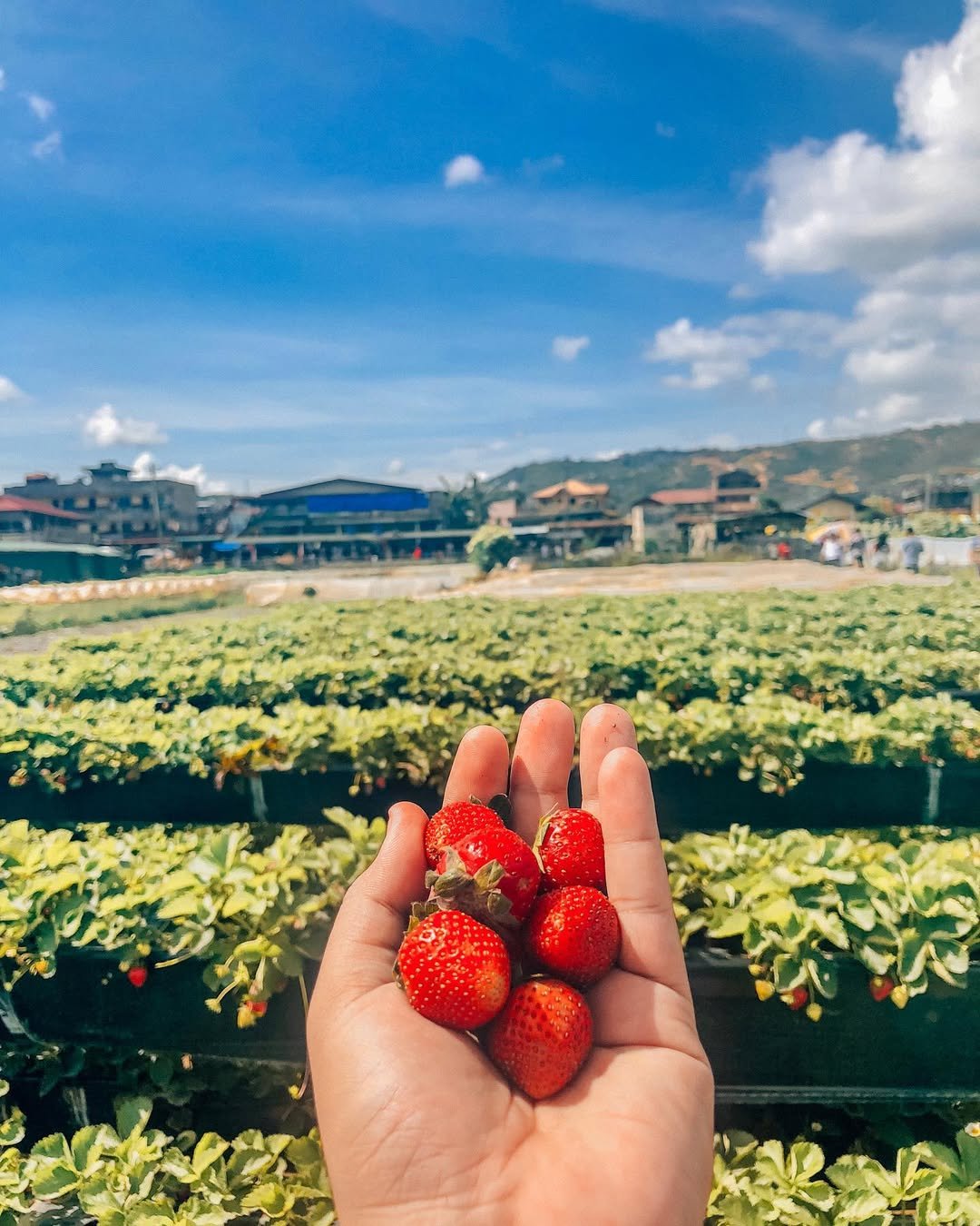 strawberry farm baguio