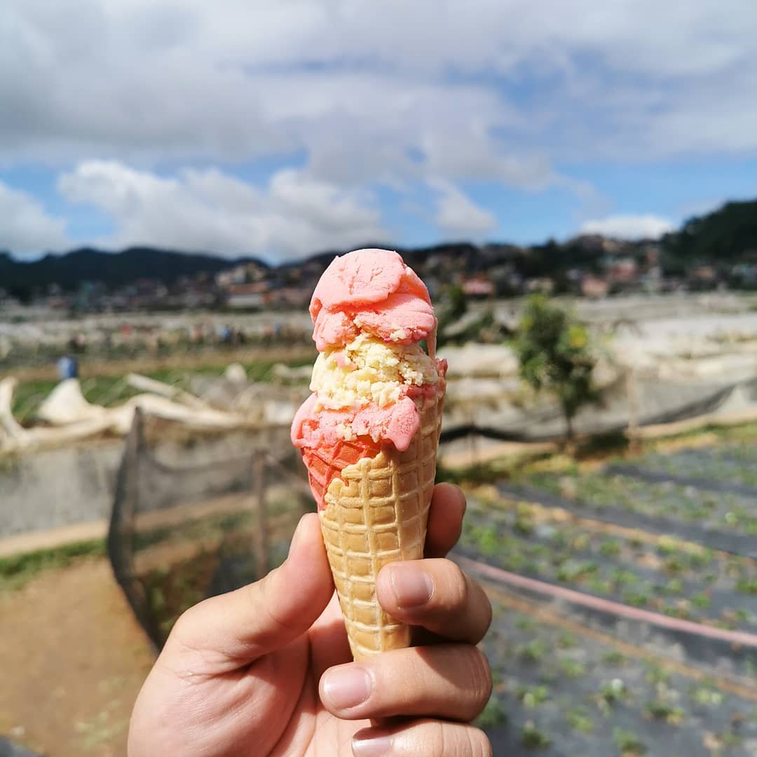 strawberry farm baguio