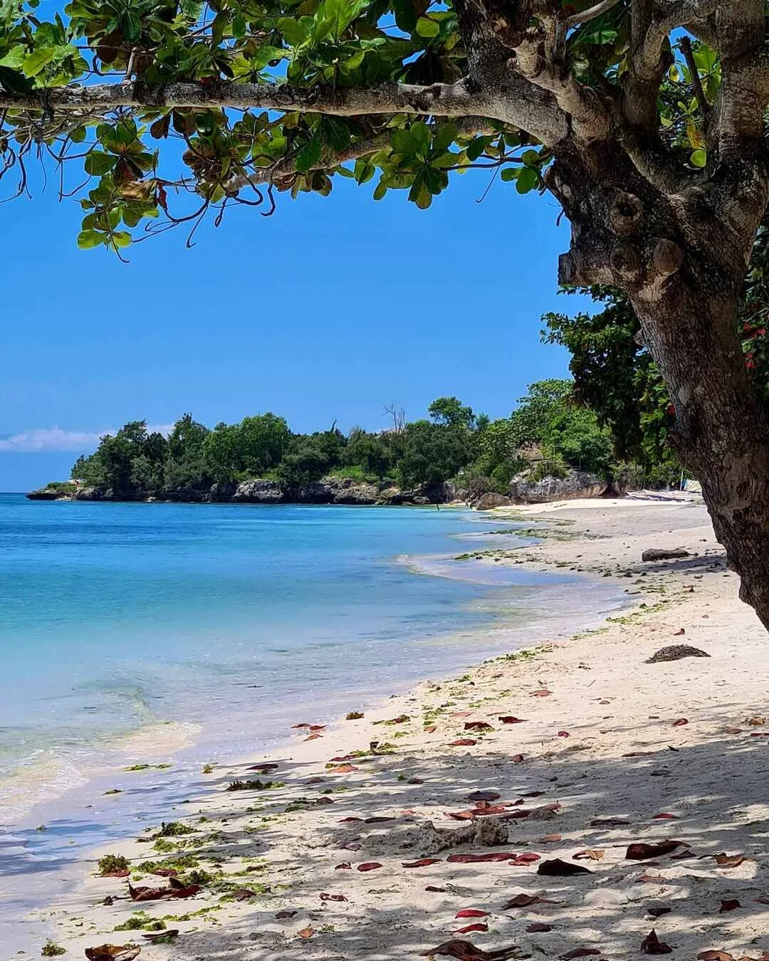 Fine white sand and clear shallow water at Alona Beach with swimmers and beachgoers along the shore