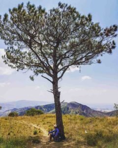 Nueva Ecija Tourist Spot mt 387 lover tree photo