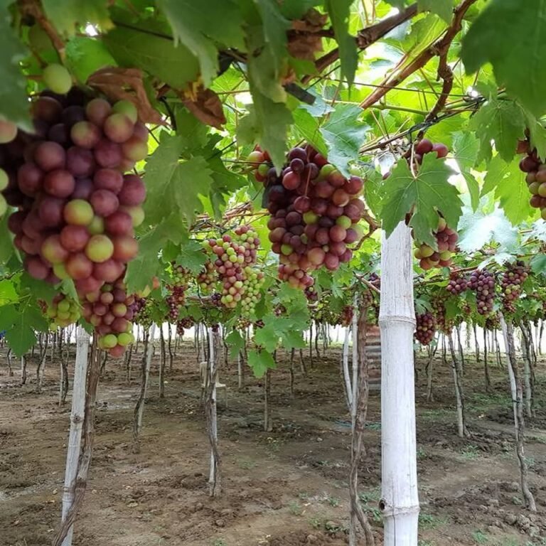 Gapuz Grapes Farm