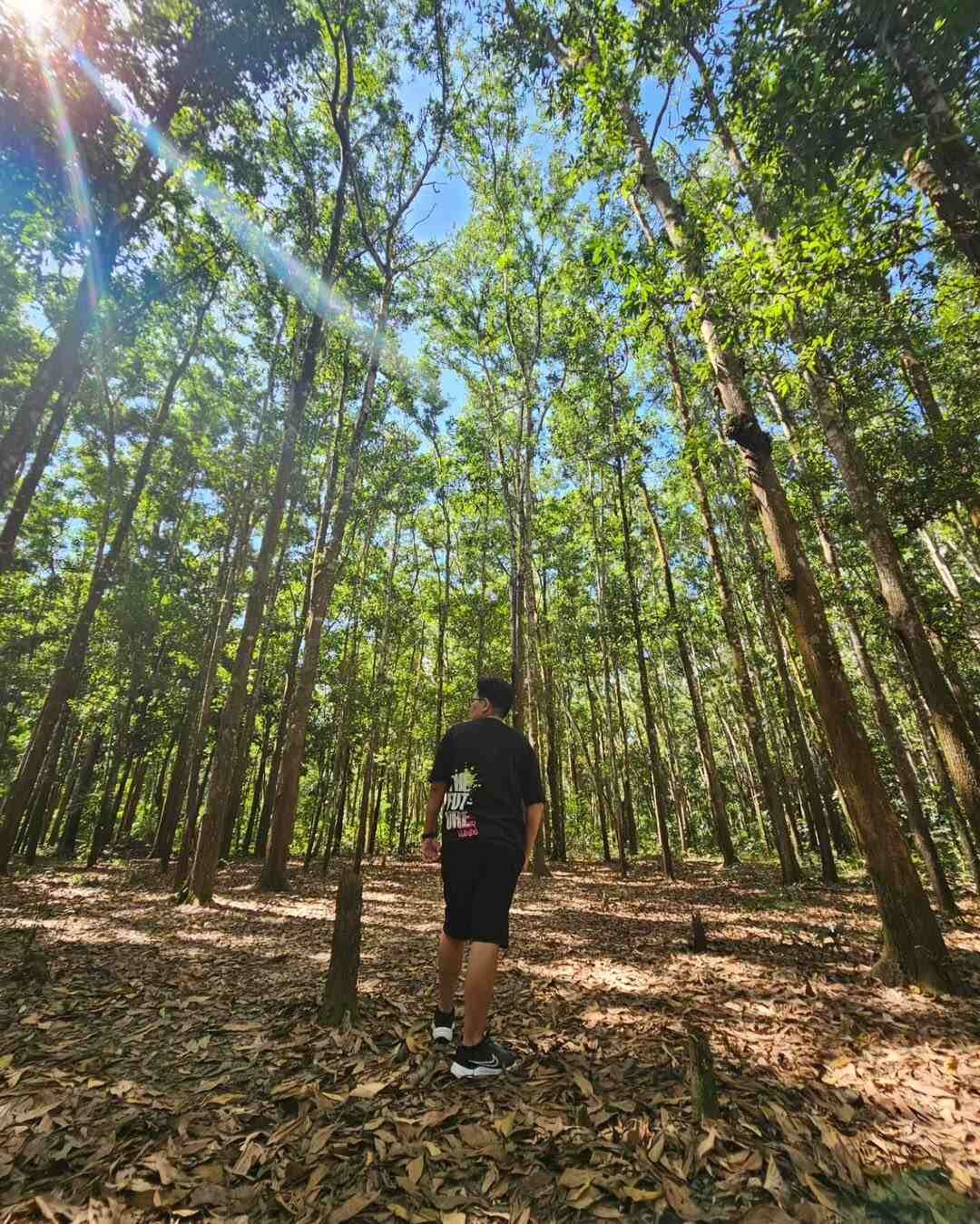 man made forest guimaras