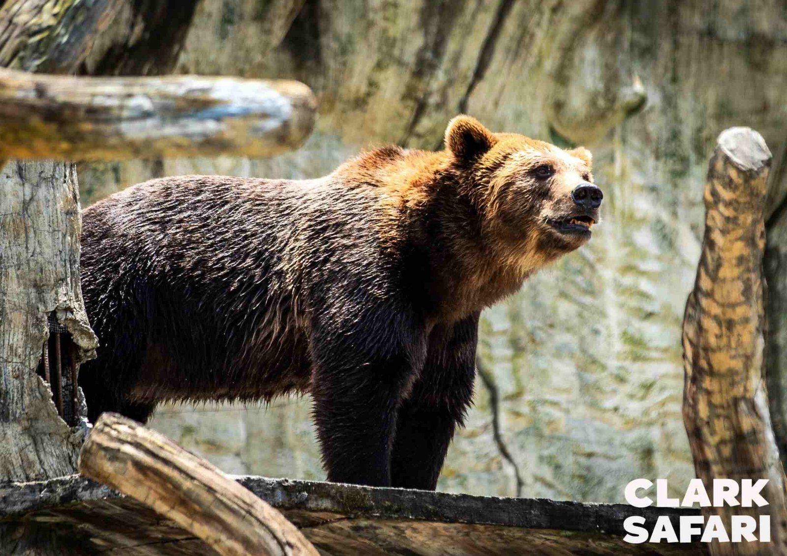 clark safari and adventure park photos