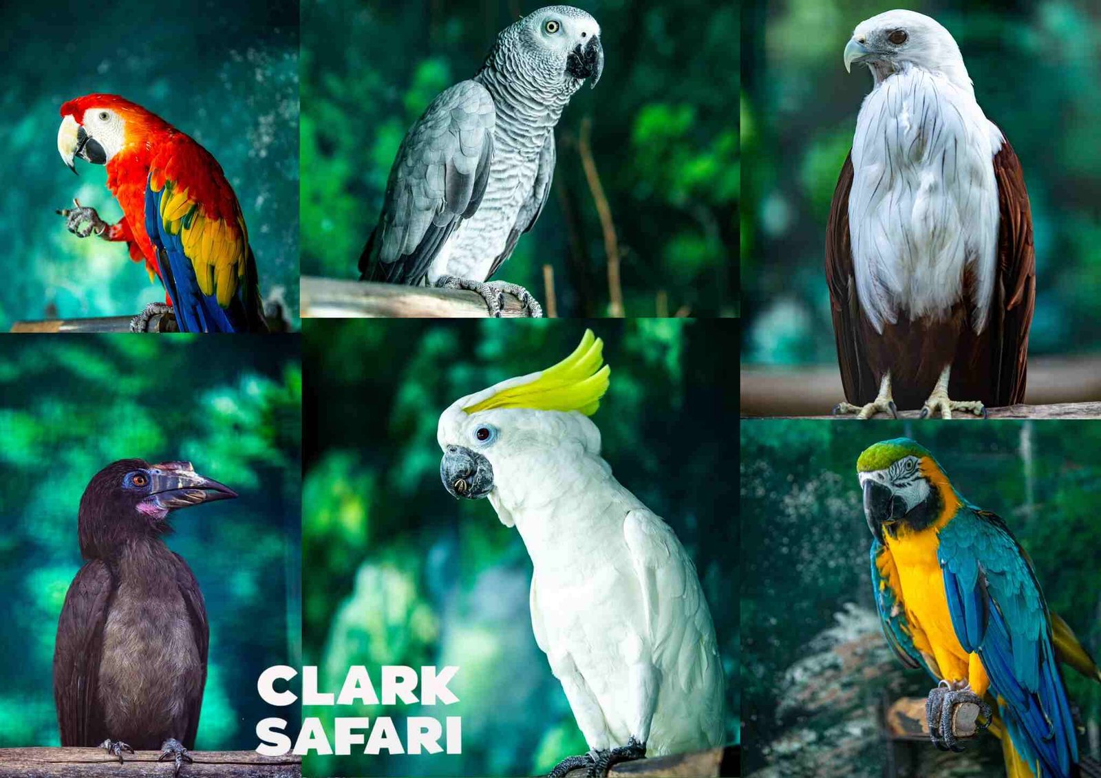 clark safari and adventure park photos