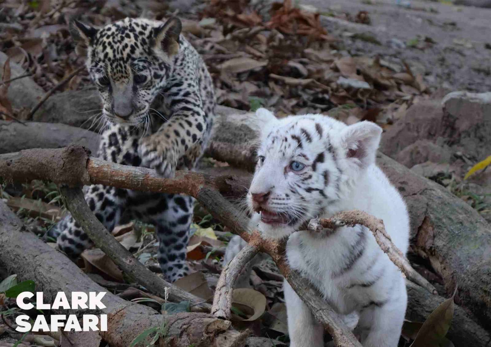 clark safari and adventure park photos