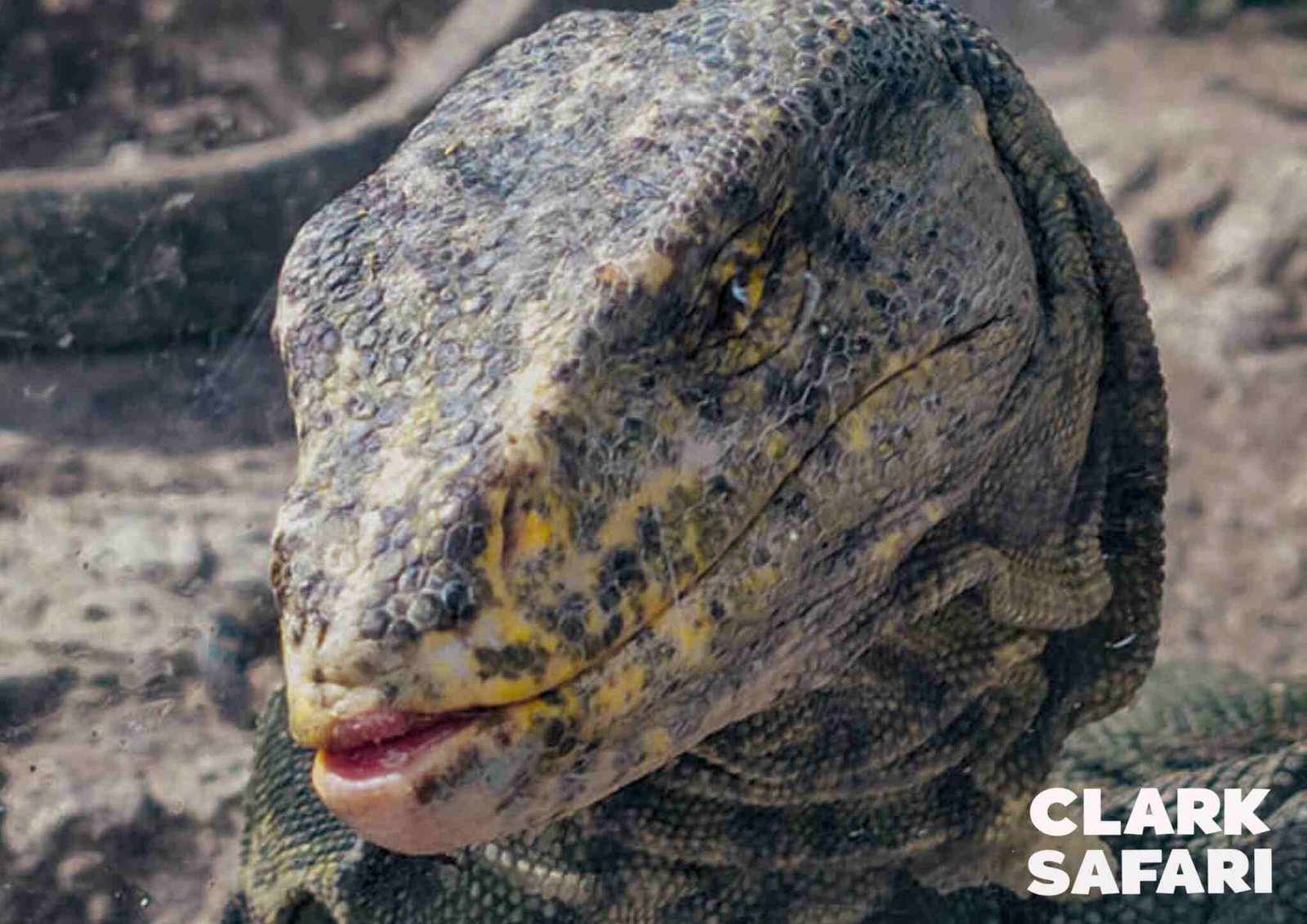 clark safari and adventure park photos