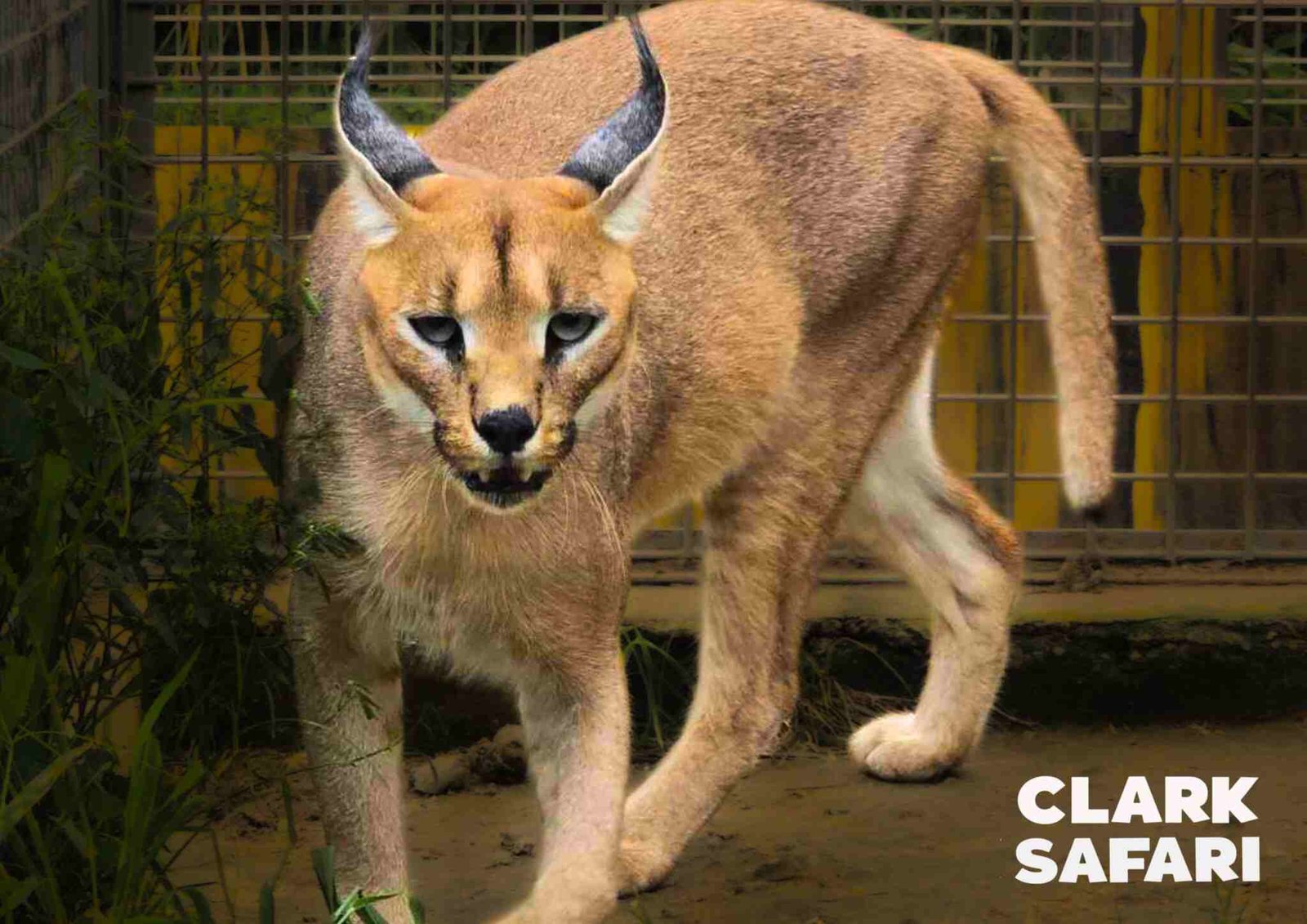clark safari and adventure park photos