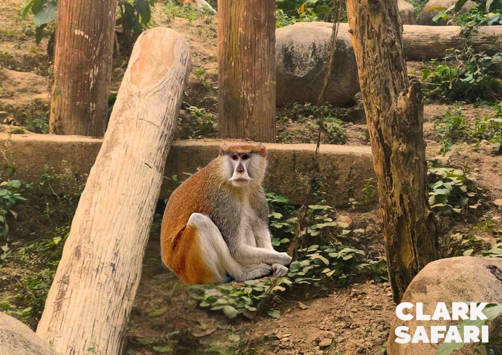clark safari and adventure park photos