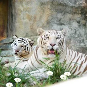 White tiger pacing inside Kingdom Panthera enclosure at clark safari and adventure park