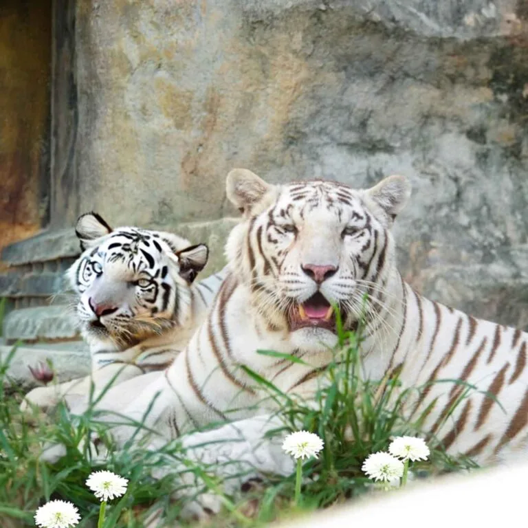 White tiger pacing inside Kingdom Panthera enclosure at clark safari and adventure park