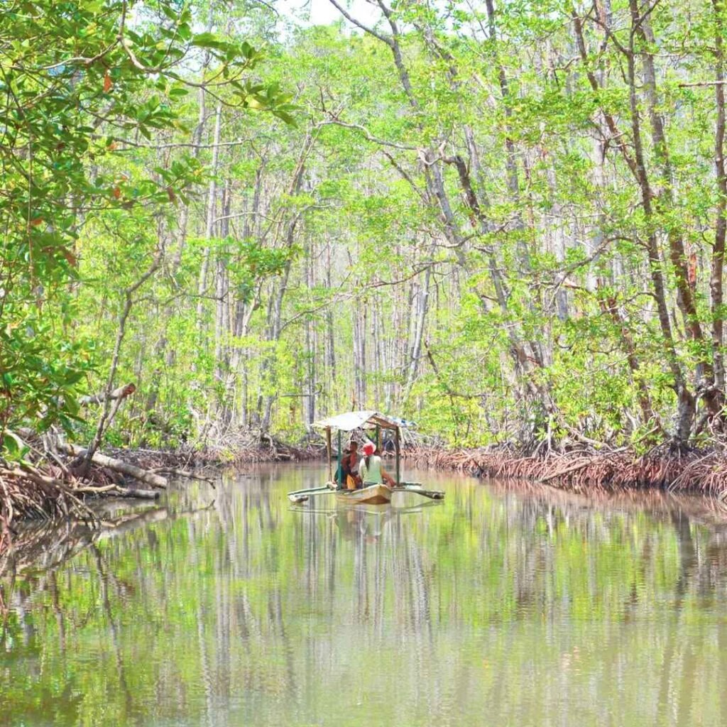 Mangrove Paddle Boat Tour