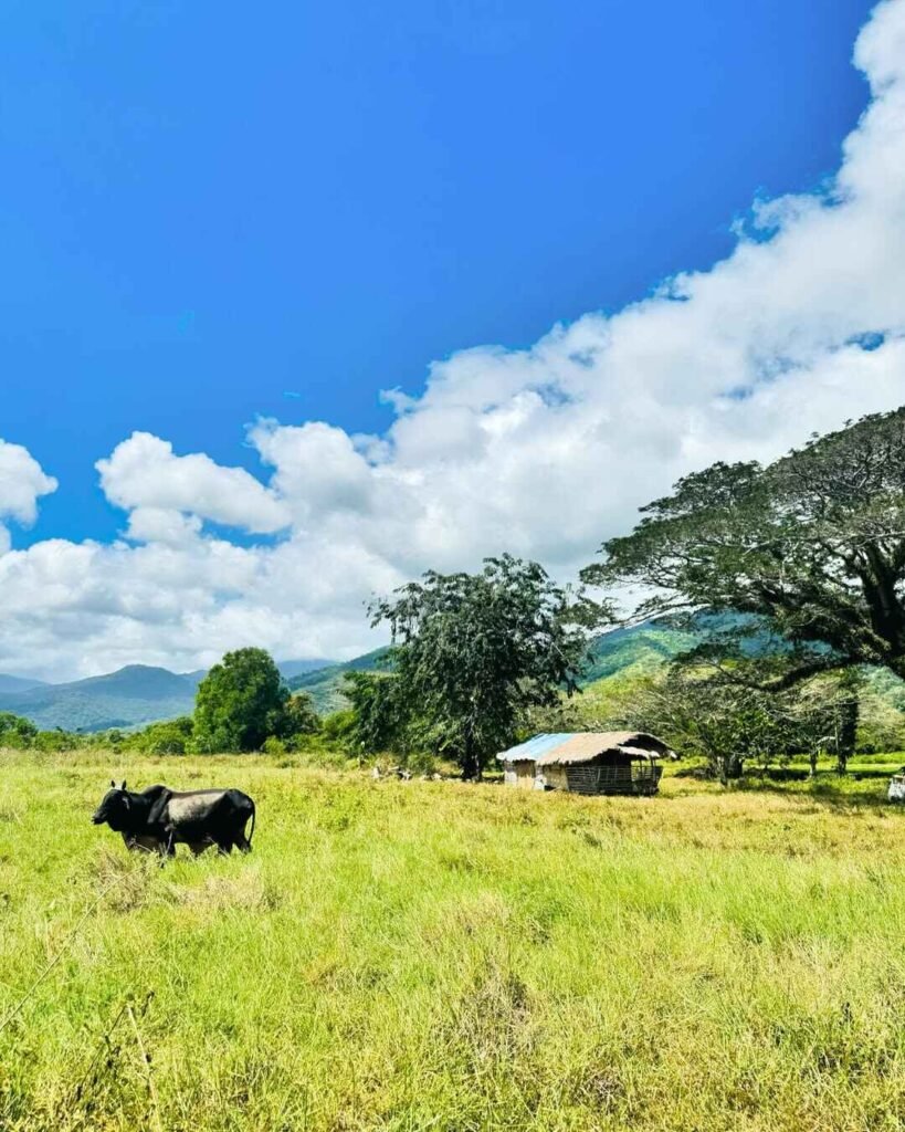 Iwahig prison and penal farm