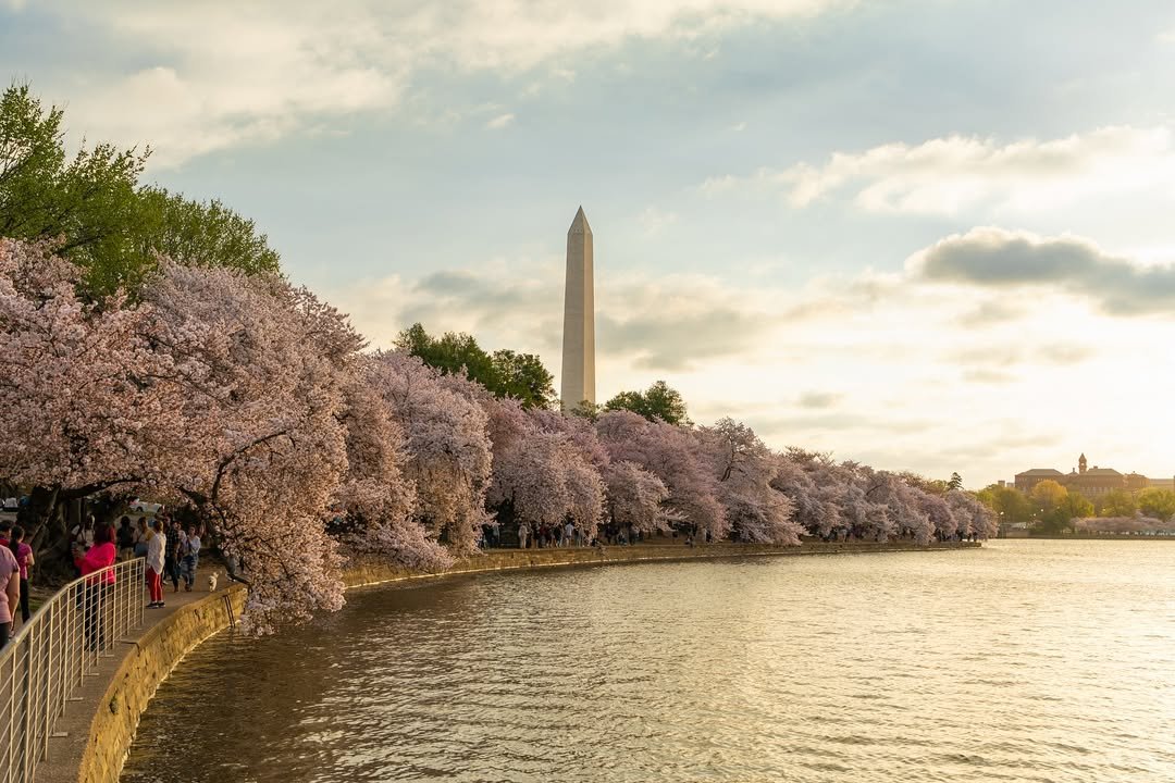 Washington DC cherry blossom