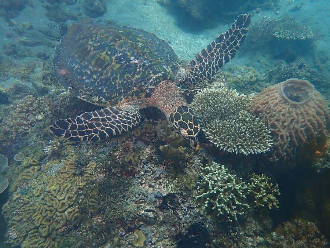 Anilao Batangas Free Diving