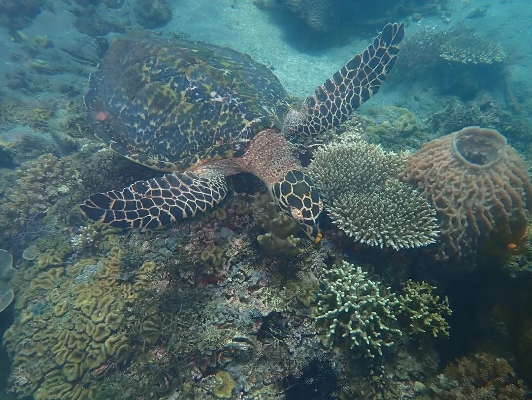 Anilao Batangas Free Diving