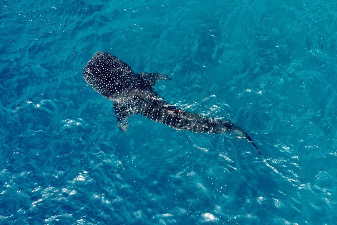 Cebu Whale Shark