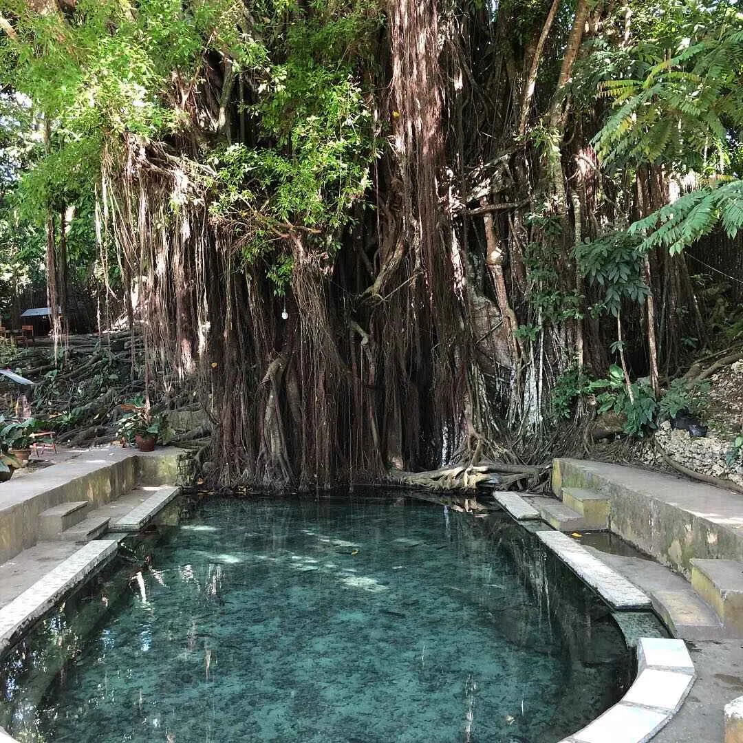 Old Enchanted Balete Tree Photo