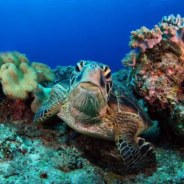 apo island dumaguete